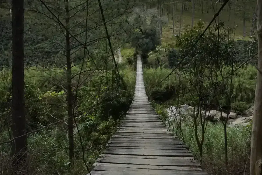 Bamboo forest path in mist